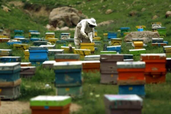 آغاز سرشماری برخط یک میلیون کلنی زنبور عسل در فارس ‌