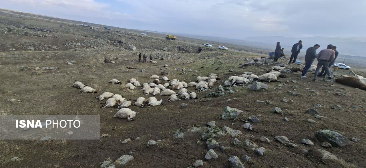 فرماندار ماکو: ۱۵۰ رأس گوسفند بدنبال بارش تگرگ و رعدو برق تلف شدند