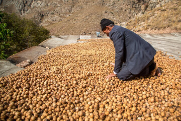 پس از پوست‌گیری، گردوها برای خشک شدن در فضای مناسب پهن می‌شوند تا پس از خشک شدن، برای عرضه به بازار آماده شوند.