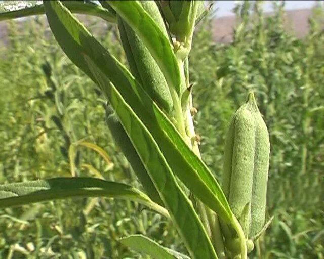 پیش بینی برداشت ۷۵۰ تن محصول کنجد در رامهرمز