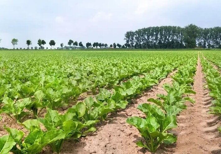 ۱۷۰ هکتار از اراضی فسا به کشت چغندرقند پاییزه اختصاص می‌یابد