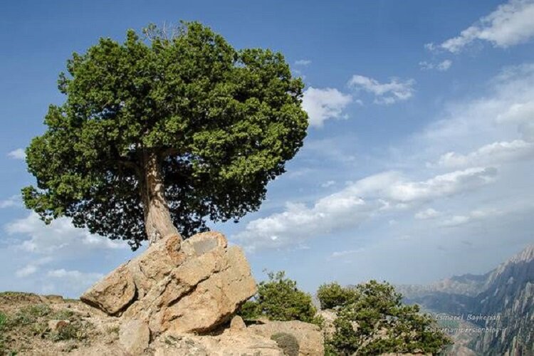 احیای درخت ارس چندصدساله در بخش غلامان رازو جرگلان؛ رفع خطر حفاری‌های غیرمجاز