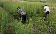 برداشت کنجد از مزارع کوه‌چنار آغاز شد