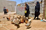 ایجاد اشتغال خانگی با پرورش مرغ بومی در منطقه سیستان