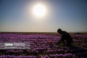 برداشت ۱۴۸ کیلوگرم زعفران از مزارع البرز