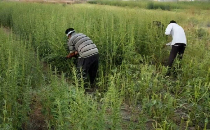 برداشت کنجد از مزارع کوه‌چنار آغاز شد