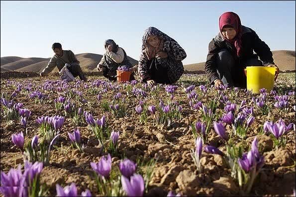 سالانه ۴۰ هکتار به سطح زیر کشت زعفران در چهارمحال‌وبختیاری افزوده می‌شود