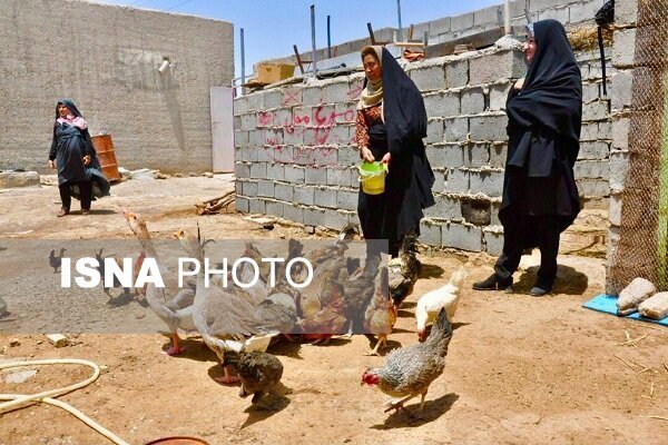 ایجاد اشتغال خانگی با پرورش مرغ بومی در منطقه سیستان