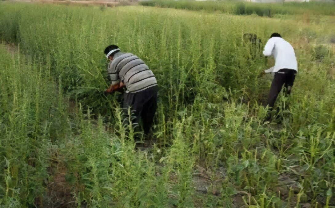 برداشت کنجد از مزارع کوه‌چنار آغاز شد