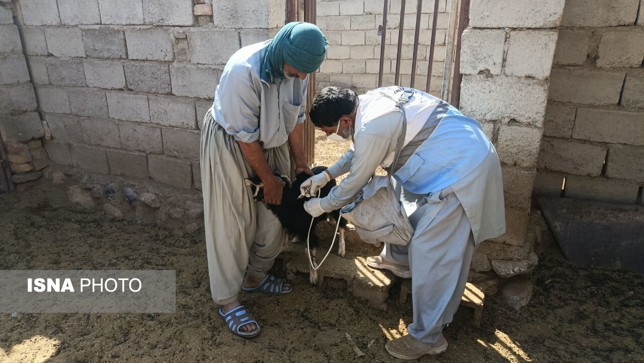 بهره‌مندی ۹۰۰ خانوار عشایری شهرستان هامون از خدمات دامپزشکی