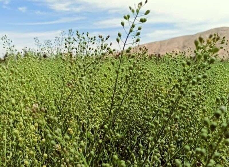آغاز کشت کاملینا در بیش از ۴۰ هکتار از اراضی دیم شهرستان فامنین