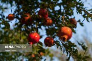 کشت انار در برخی مناطق گرم البرز انجام می‌شود