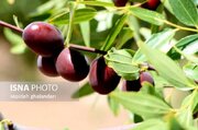 شکلات فراسودمند عناب خراسان جنوبی در مسیر تولید صنعتی