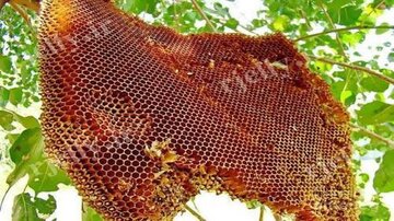 پیگیری قضائی تخریب کلنی‌های زنبورهای وحشی در فراشبند