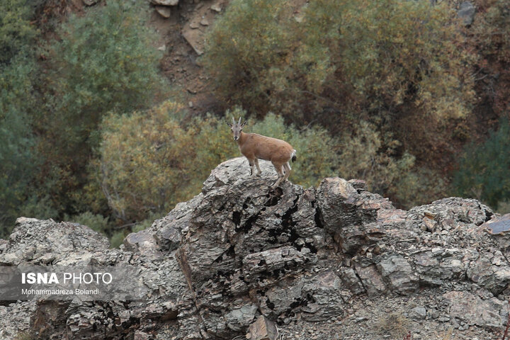 ۴۰ روز دور از خانواده برای نجات خانه طبیعت