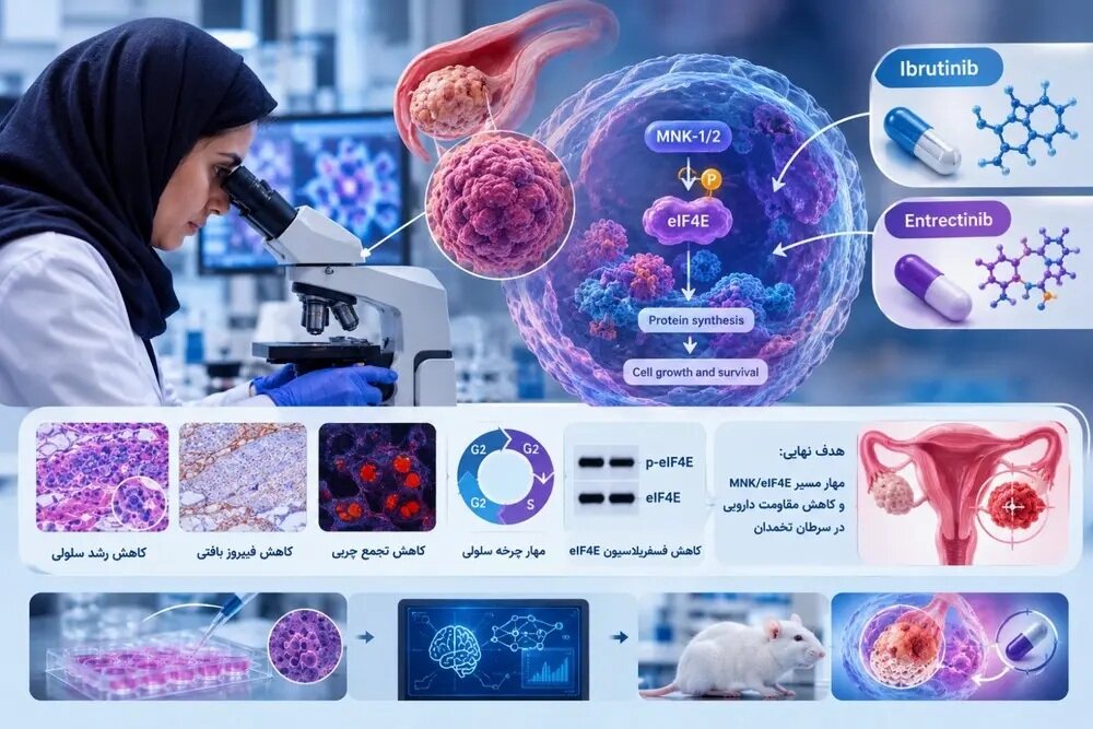 امید تازه پژوهشگران برای هدف‌گیری مسیر مولکولی مقاومت سرطان تخمدان به شیمی‌درمانی