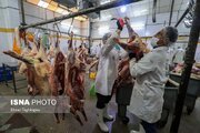 تشکیل کارگروه مقابله با کشتار غیرمجاز دام در اهواز 