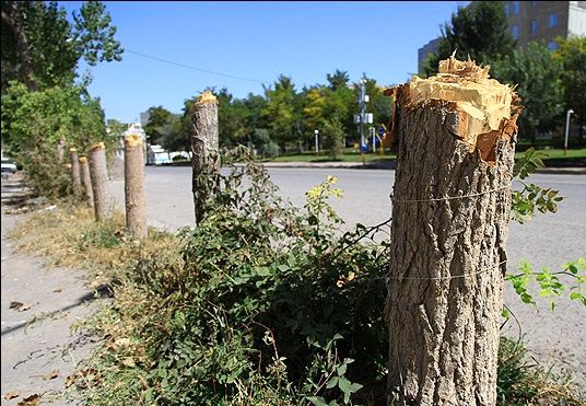 قطع بدون مجوز درخت از 100 هزار تا یک میلیون تومان جریمه دارد