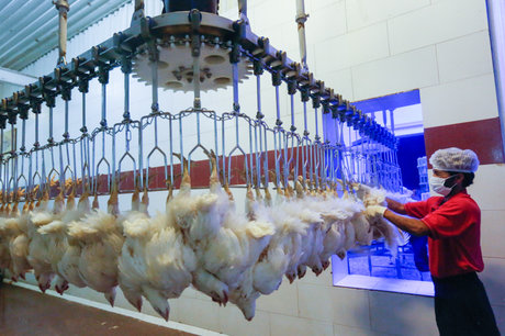ماندگاری مرغ‌های کشتارشده البرز زیاد می‌شود