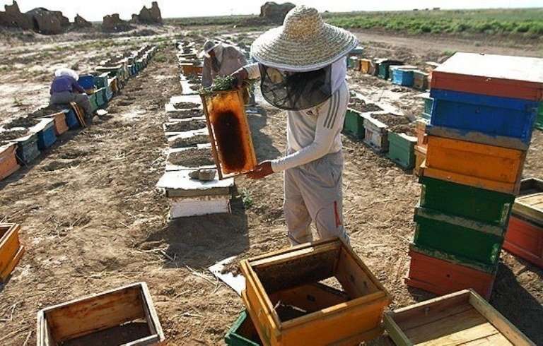 آغاز سرشماری سراسری کلنی‌های زنبور عسل فارس در مهرماه