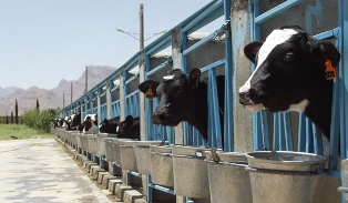 تولید 15 تن فرآورده لبنی در کارخانه نیمبلوک قائن