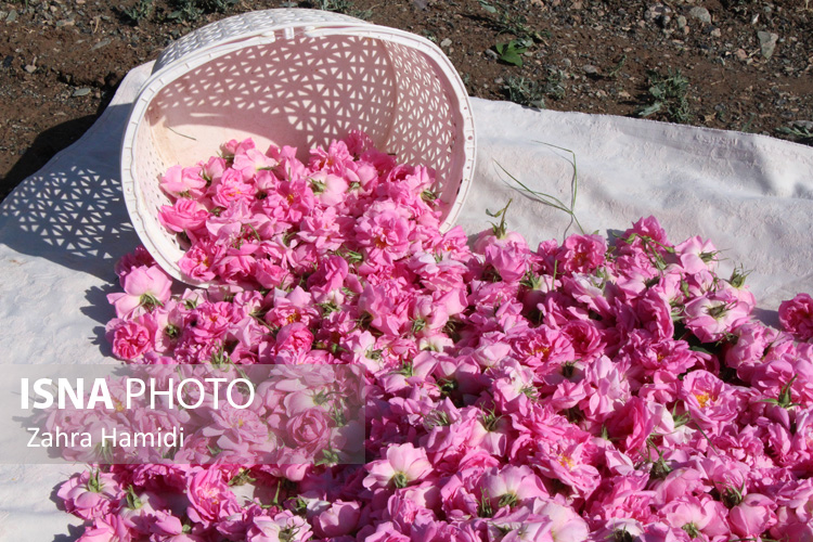 گل محمدی؛ از مقاومت در شرایط خشکسالی تا تلاش برای فرآوری