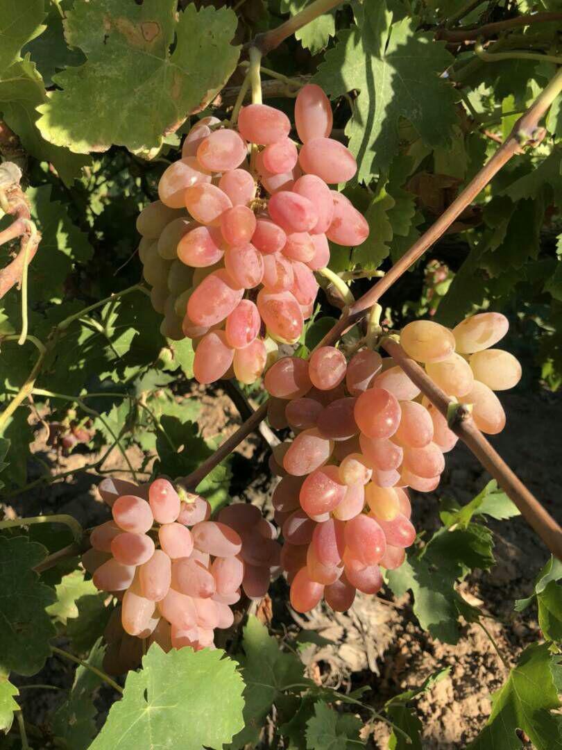 /گزارش تصویری/
صادرات انگور کلاهداری از خراسان شمالی به روسیه 1