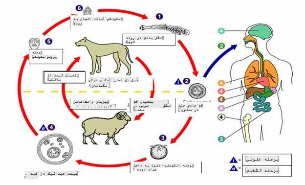 راه‌های انتقال و پیشگیری از بیماری کیست هیداتید

