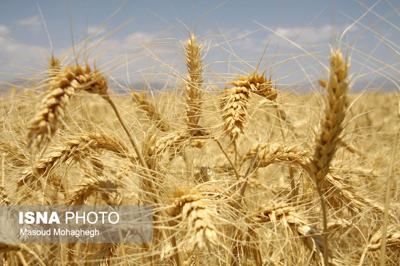 افزایش 30 درصدی تولید گندم در فارس/
برداشت 30 تن کلزا از مزارع