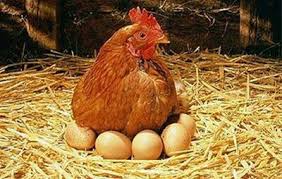 رونق اقتصاد خانوار با توسعه پرورش مرغ بومی/ لزوم تهیه جوجه از مراکز معتبر