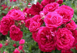 گل های محمدی گیلان افزایش می یابند   