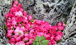 جشنواره گل محمدی و گلاب‌گیری در شفت برگزار شد