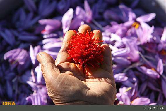 رغبت دوباره مردمان هگمتانه به کشت "طلای سرخ"