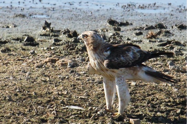 انتقال یک پهله عقاب دو برادر به سایت محیط زیست ایلام - ایسنا