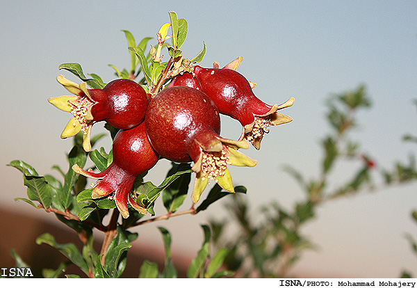 برگزاری اولین جشنواره ملی انار در شهرضا