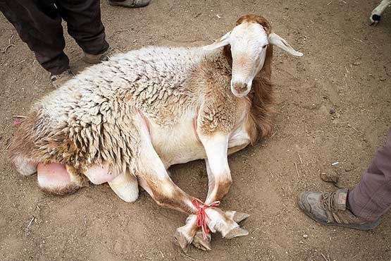 کشف 13 گوسفند زنده از صندوق عقب یک خودرو سواری - ایسنا