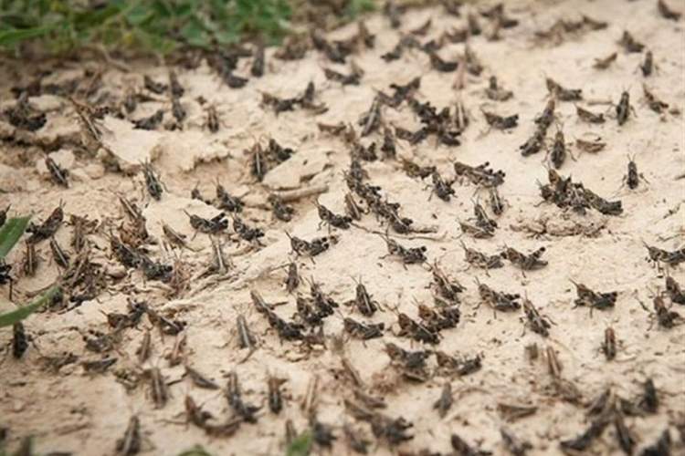  احتمال تغییر مسیر توده‌ها‌ی ملخ به سمت مناطق شمالی استان
