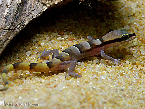 مینی جکوی خوزستانی با نام علمی tropiocolotes helenae helenae