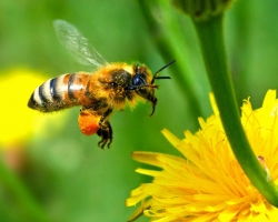 زنبور عسل با نام علمی Apis Mellifera mellifica