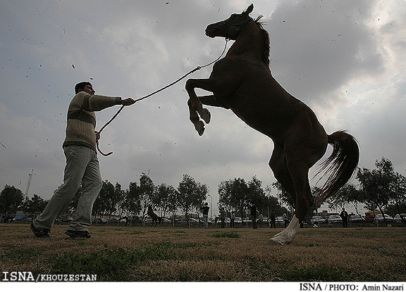 اسب در فرهنگ و ضرب‌المثل‌های عرب خوزستان