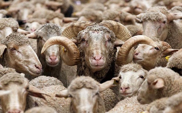 ورود سومین محموله دام زنده کشور به بندر امام خمینی