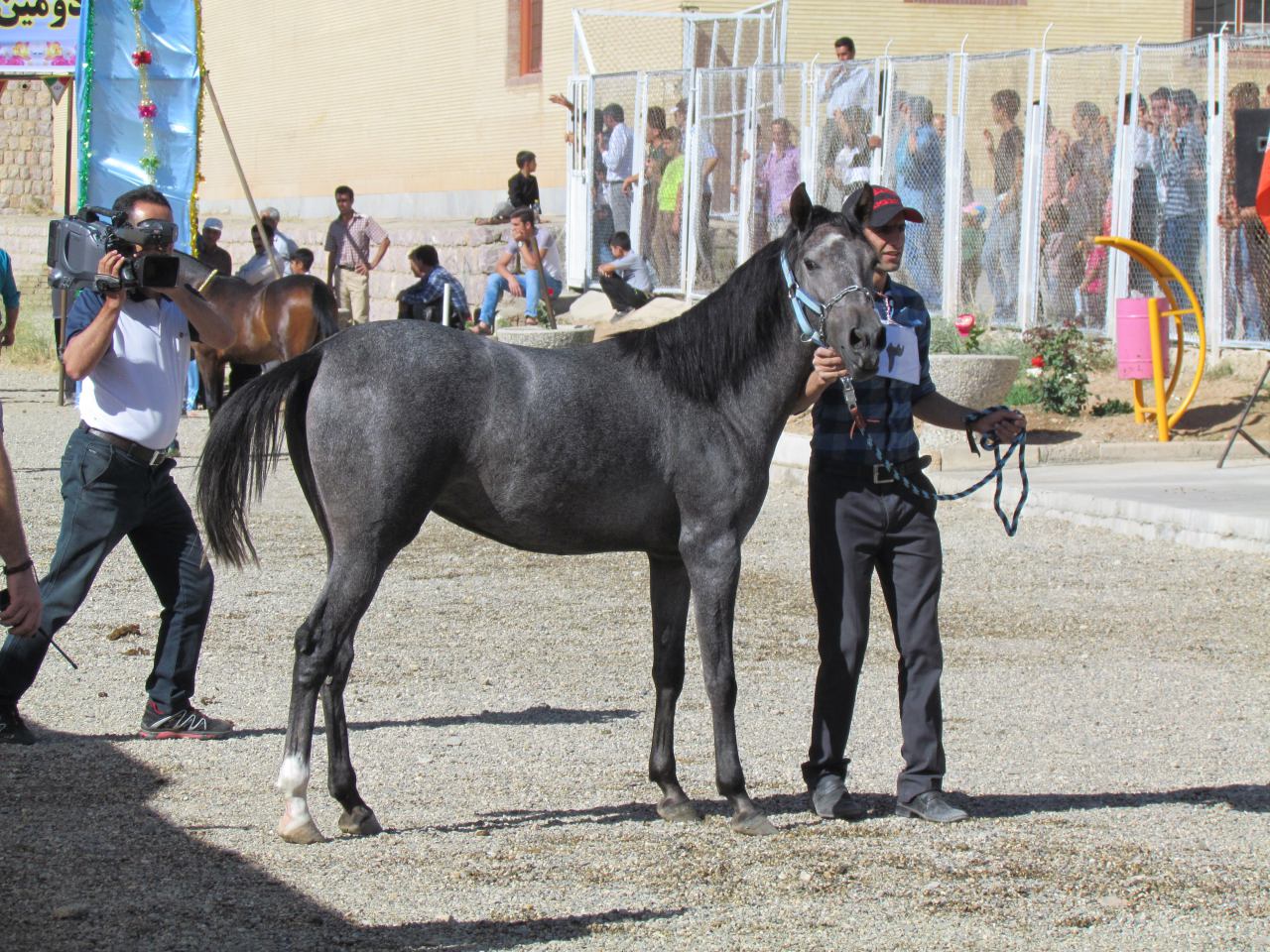 یکه تازی اسب کُرد در دشت گروس
