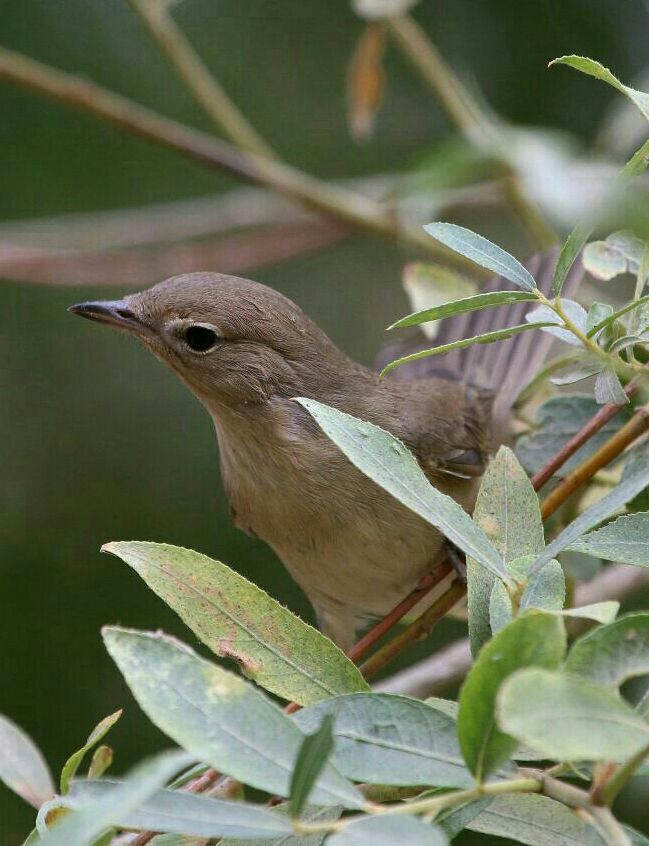 یک گونه‌ پرنده جدید به لیست پرندگان کردستان افزوده شد