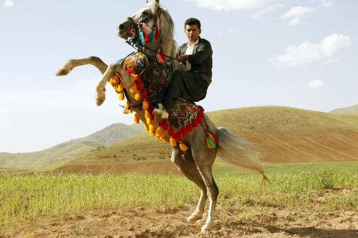 دومین دوره جشنواره ملی اسب کُرد در سنندج آغاز شد

