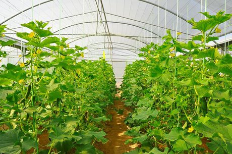 انجام مبارزه بیولوژیکی در گلخانههای لرستان
1462954889615_58199-th3