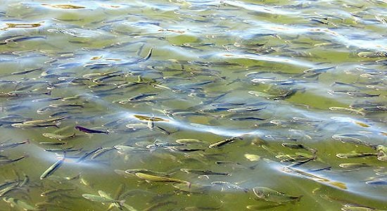 خسارت به 412 مزرعه پرورش ماهی در لرستان