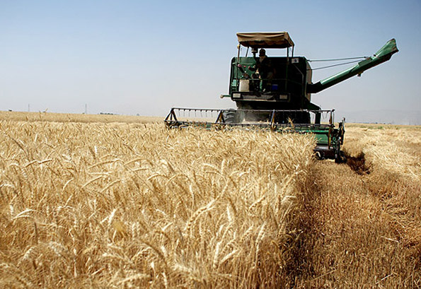 پایداری تولید گندم در استان مرکزی برای دومین سال پیاپی