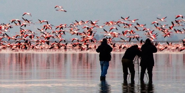 بازدید 45 هزار مسافر نوروزی از پناهگاه حیات وحش میانکاله