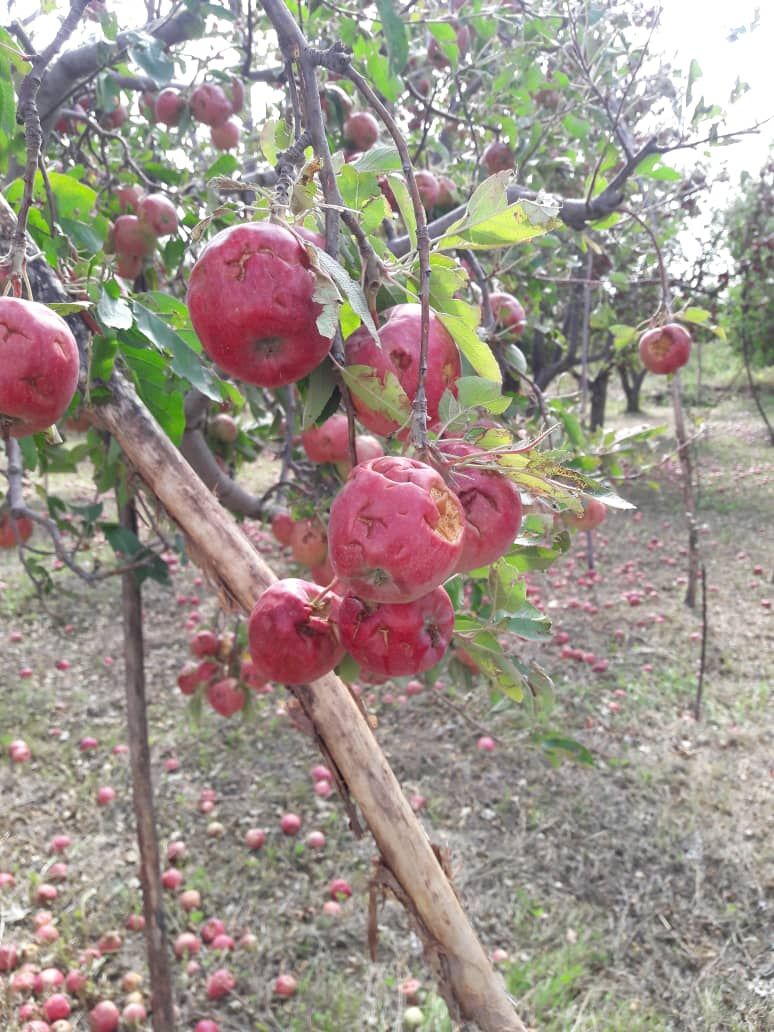 خسارت  200 میلیارد تومانی بارش تگرگ و سیل به اراضی شهرستان ارومیه