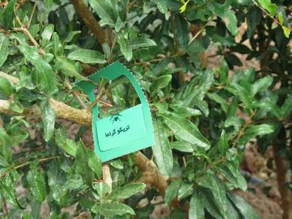 مبارزه غیر شیمیایی با آفات در 1600هکتار از مزارع سمنان 